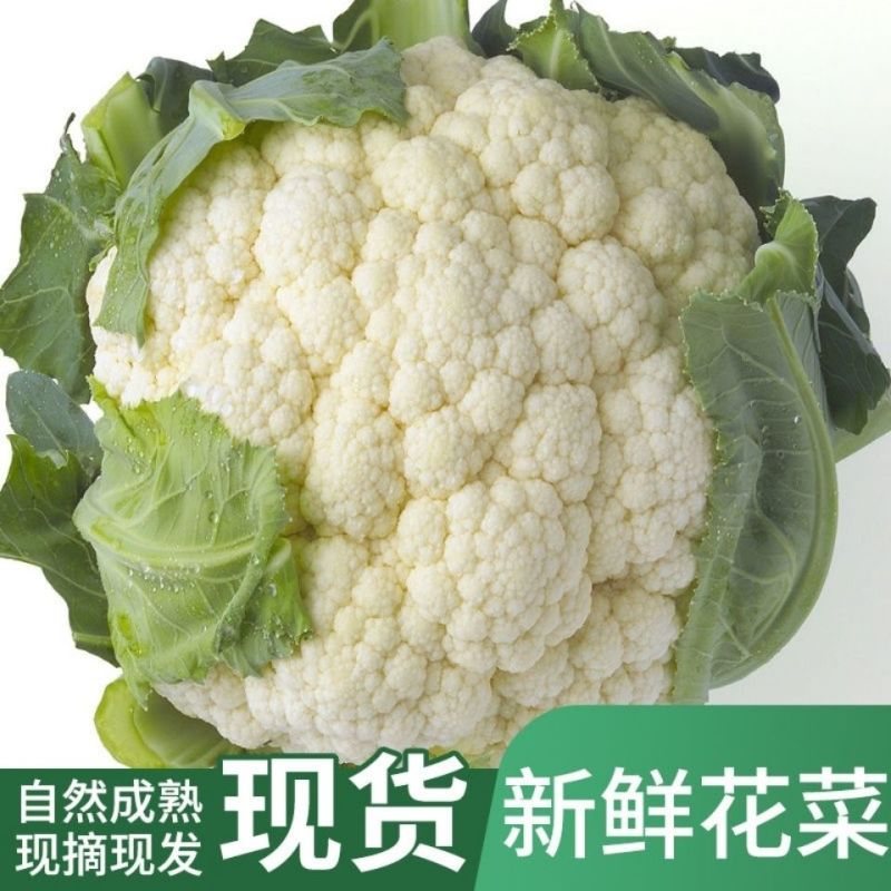 大量散花，松花菜大量上市长期有货！量大从优保证质量欢迎电