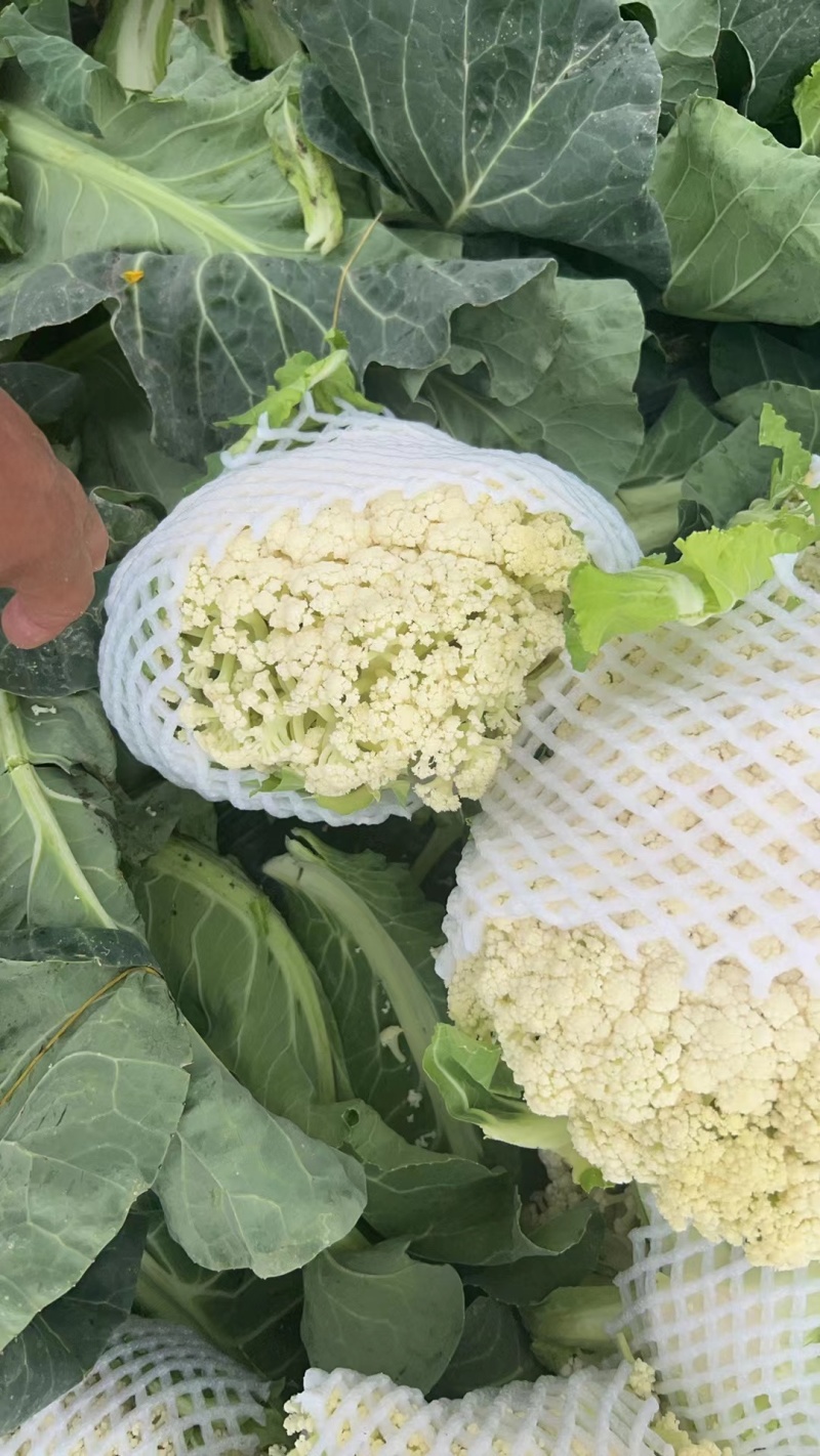 大量散花，松花菜大量上市长期有货！量大从优保证质量欢迎电