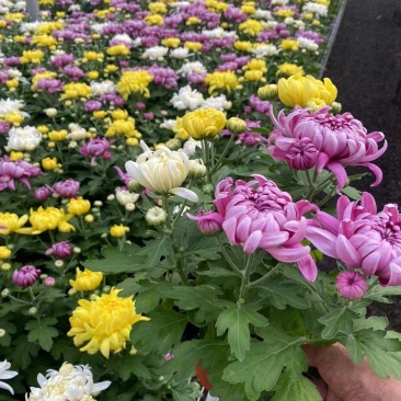 龙爪菊