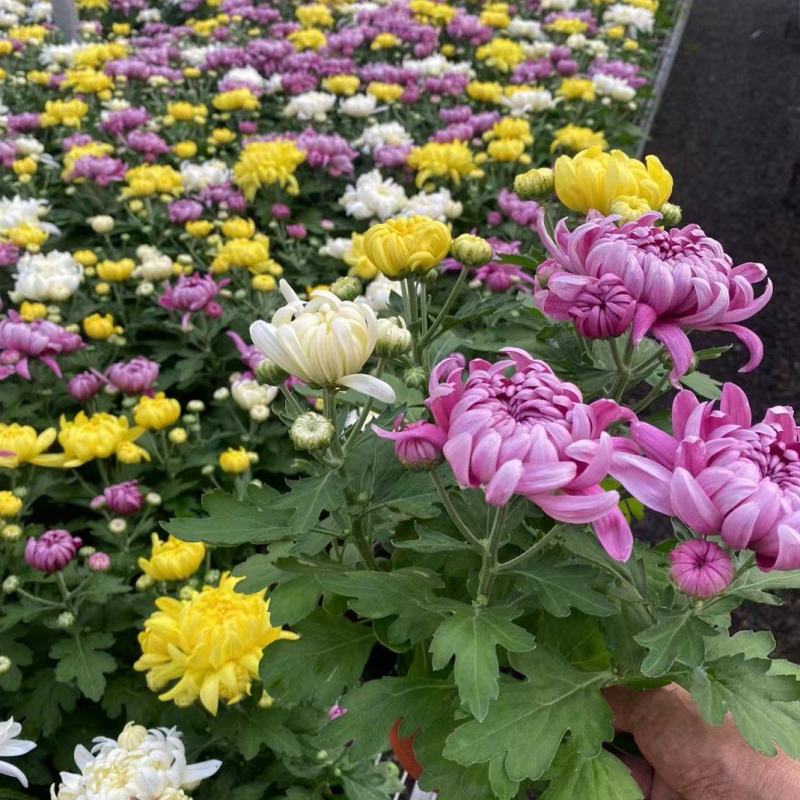 龙爪菊