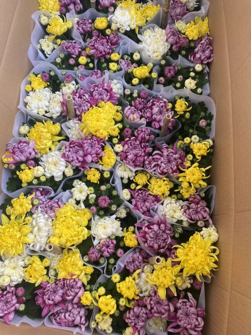 龙爪菊
