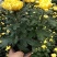 龙爪菊