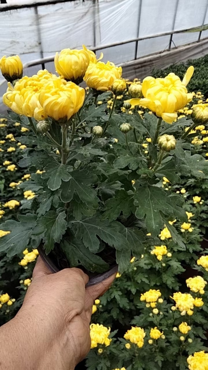 龙爪菊