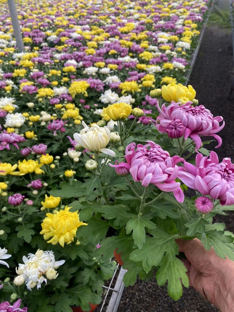 龙爪菊