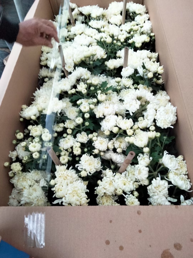 龙爪菊