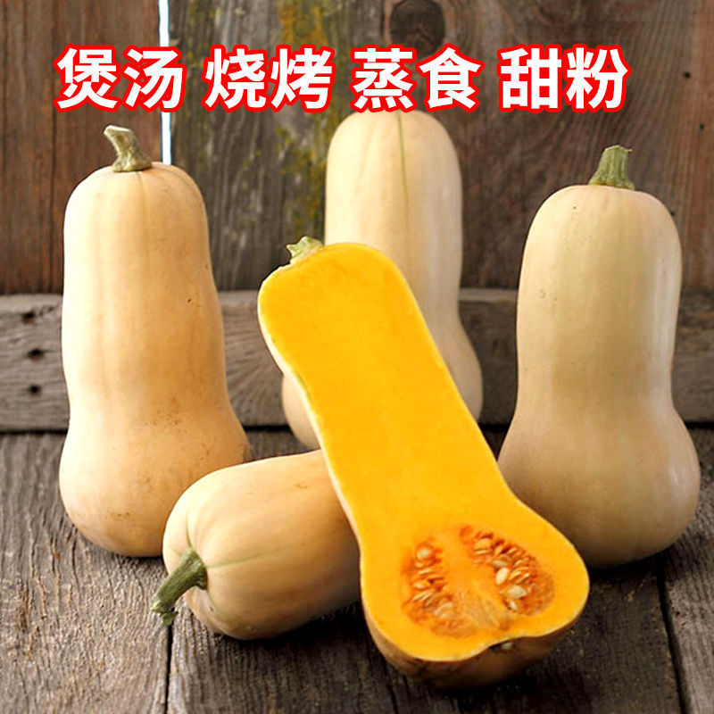 正宗奶油南瓜种子春季秋季四季香芋蜜本甜糯红甜栗南瓜种子