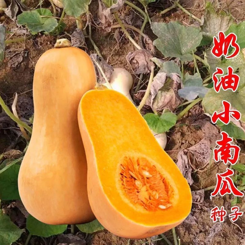 正宗奶油南瓜种子春季秋季四季香芋蜜本甜糯红甜栗南瓜种子