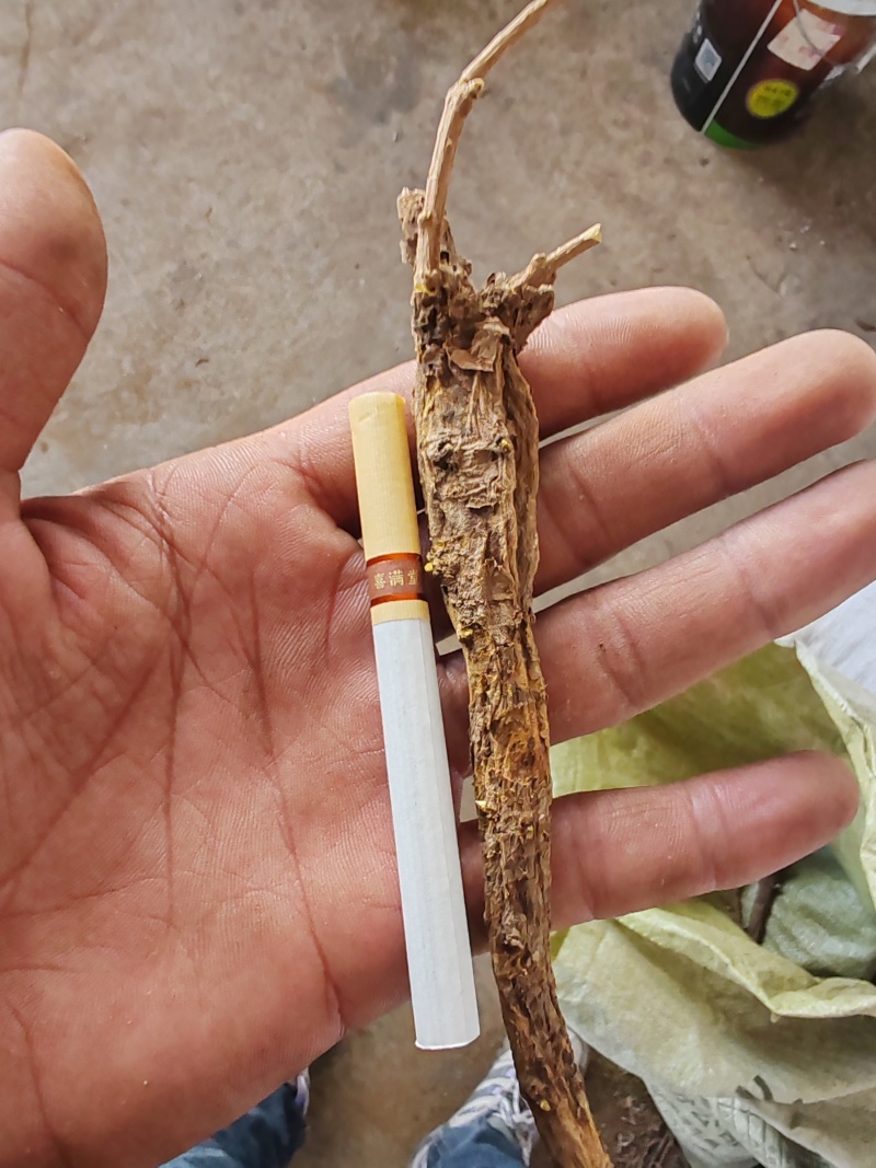 黄芩山西产地干货家种黄芩批发零售产地直发