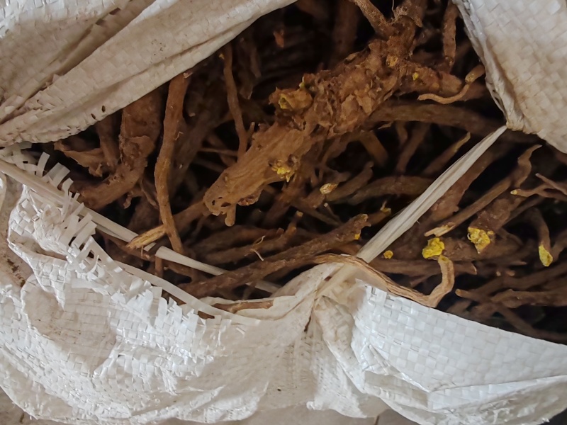 黄芩山西产地干货家种黄芩批发零售产地直发