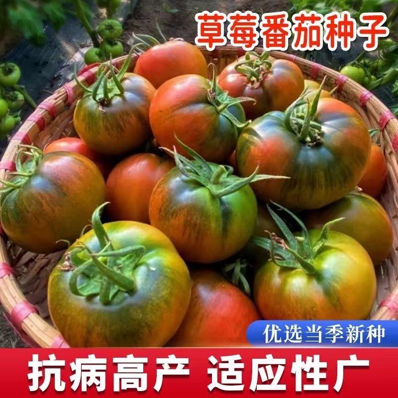 水果草莓番茄种子超甜番茄东北铁皮西红柿子种子阳台小番茄种