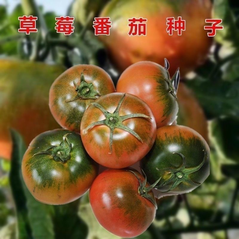 水果草莓番茄种子超甜番茄东北铁皮西红柿子种子阳台小番茄种