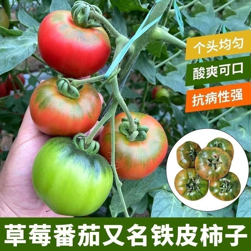 水果草莓番茄种子超甜番茄东北铁皮西红柿子种子阳台小番茄种