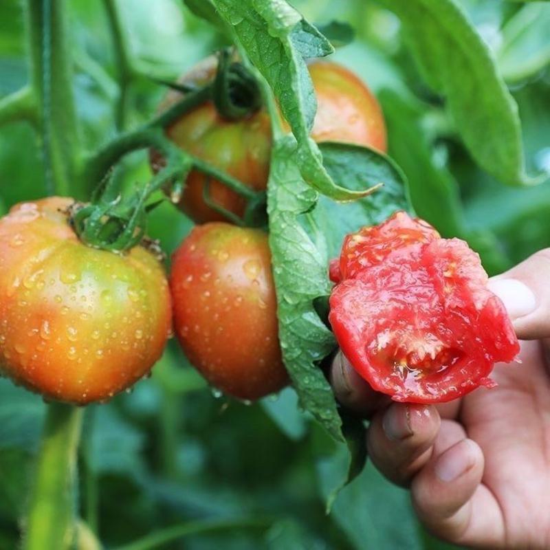 水果草莓番茄种子超甜番茄东北铁皮西红柿子种子阳台小番茄种