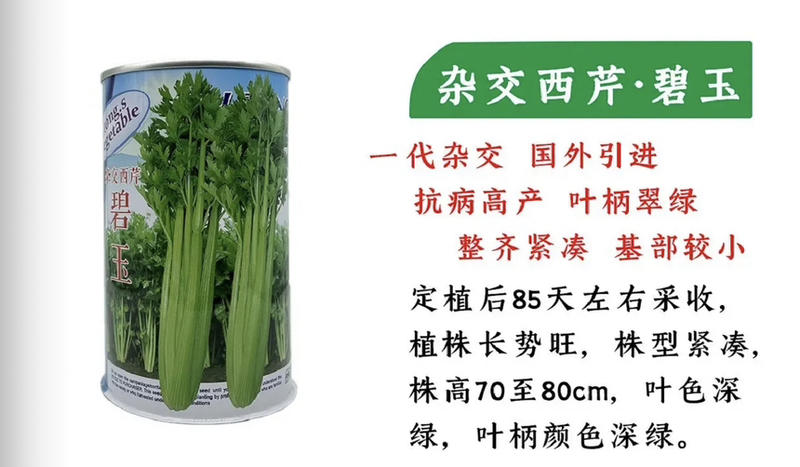 杂交芹菜种子颜色绿产量高50克