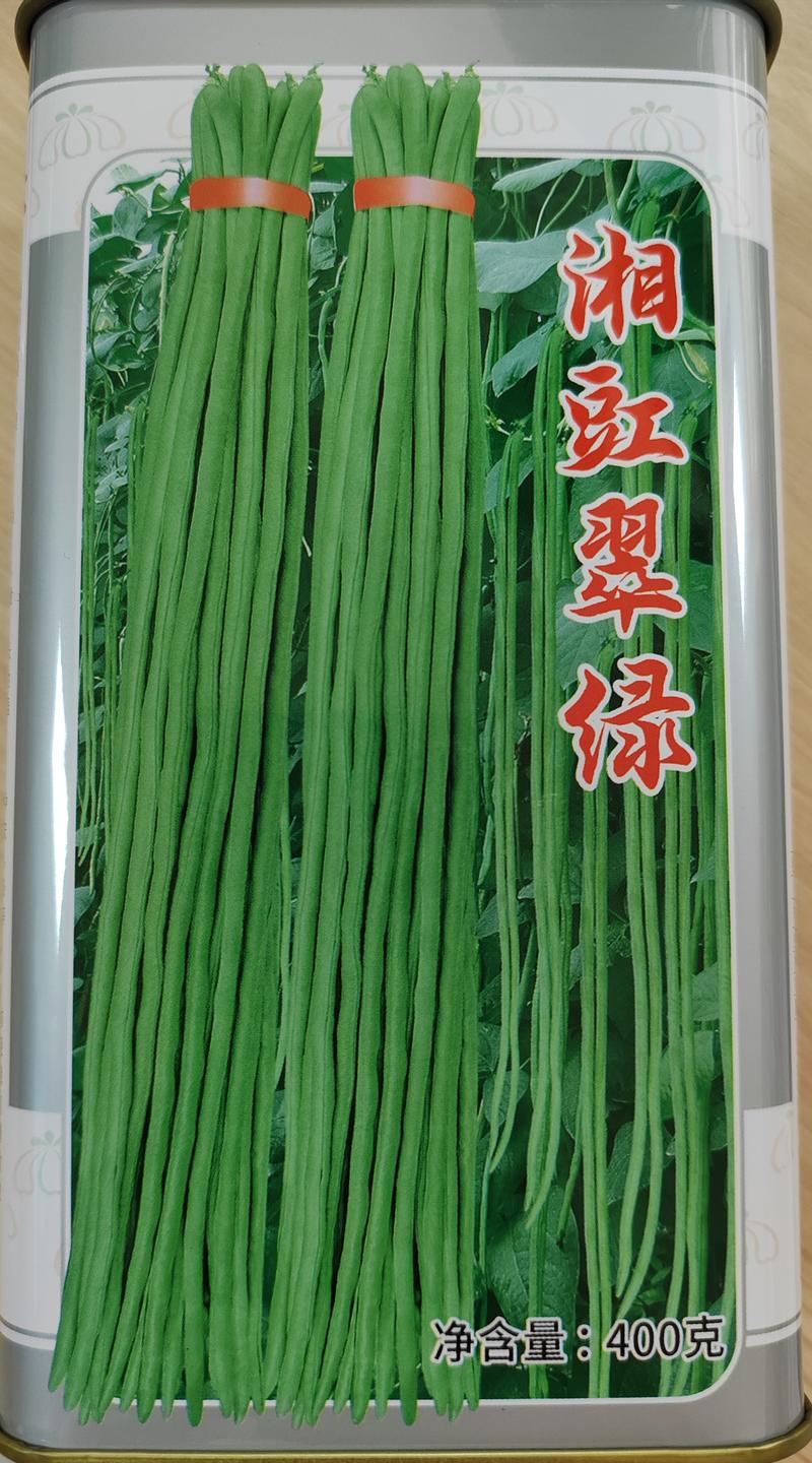 湘豇翠豇豆豆荚嫩绿色中熟无鼠尾