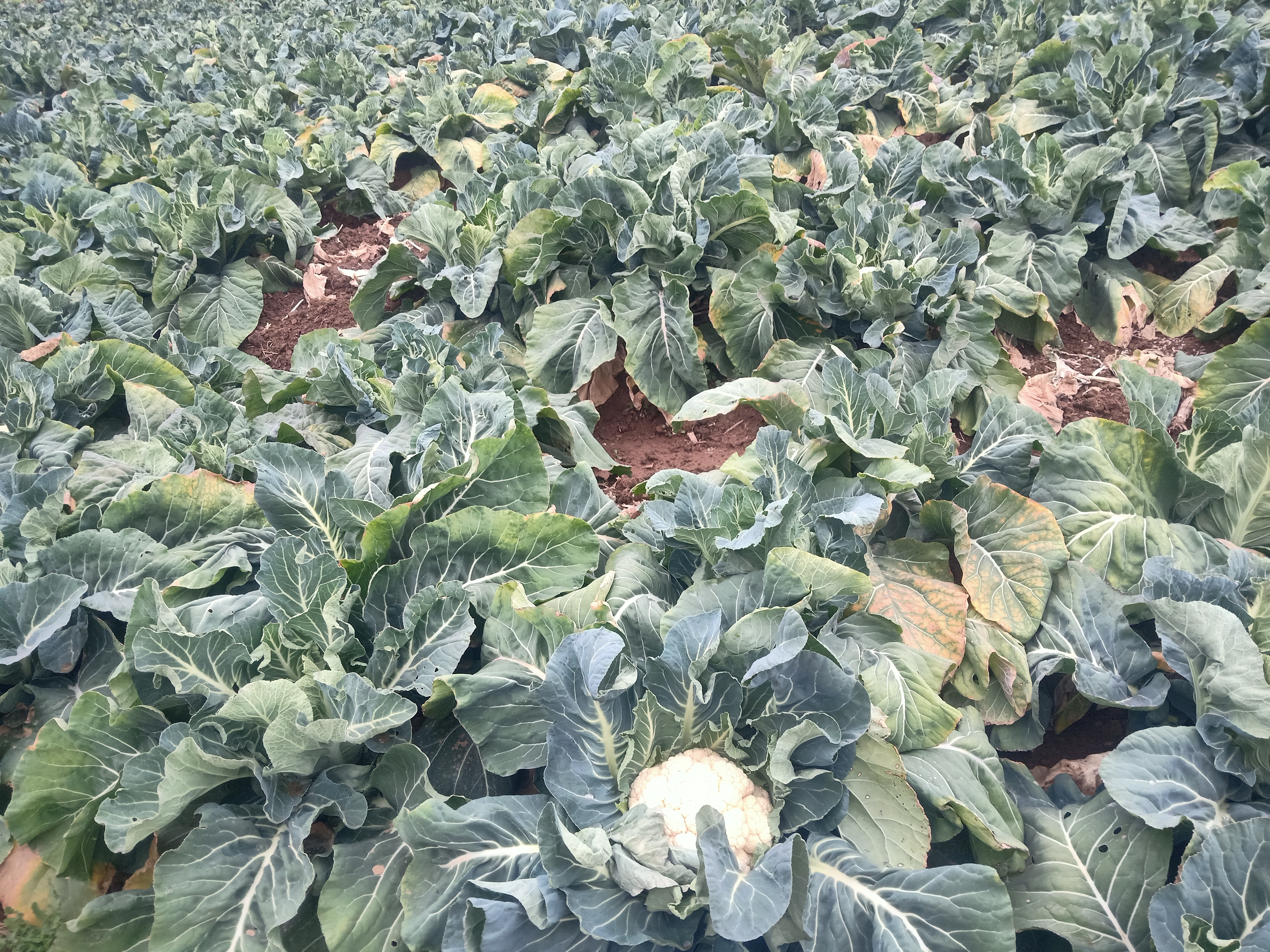 一片盛开的白花菜花田,远处可见绿色叶片与白色花簇交相辉映 菜花园艺场景