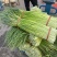 【实力】河南新鲜蒜苔红帽蒜苔产地一手货源品质保证