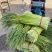 【实力】河南新鲜蒜苔红帽蒜苔产地一手货源品质保证