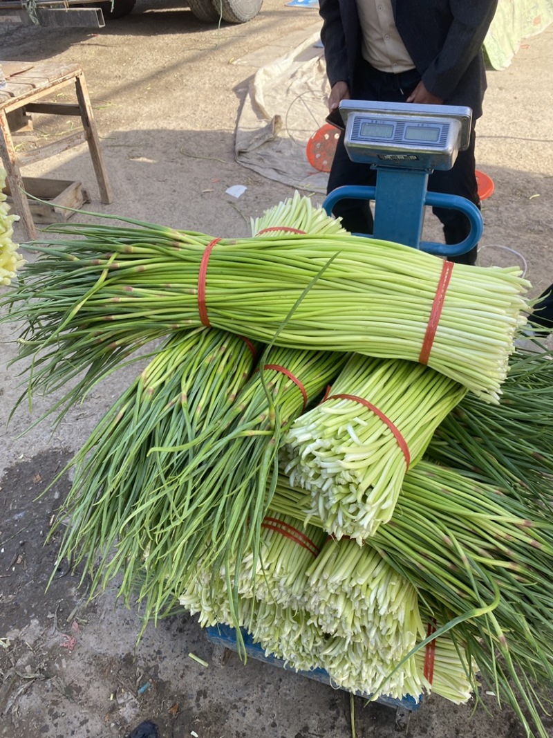 【实力】河南新鲜蒜苔红帽蒜苔产地一手货源品质保证