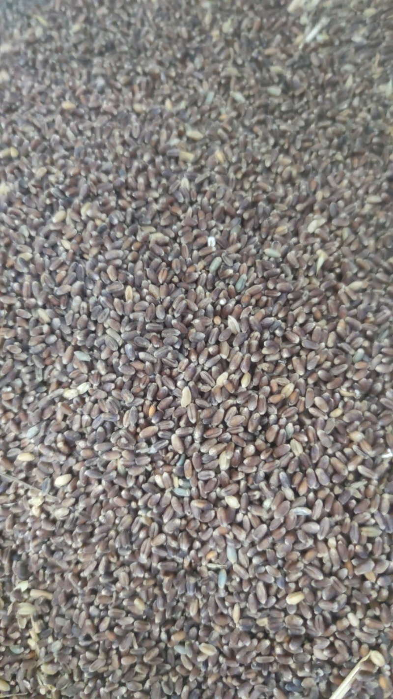 全麦面粉石磨低温研磨自然富硒紫麦低脂肪高花青素膳食纤维