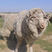 内蒙古优质羊后腿肉，肉质细腻，价格真实，欢迎选购