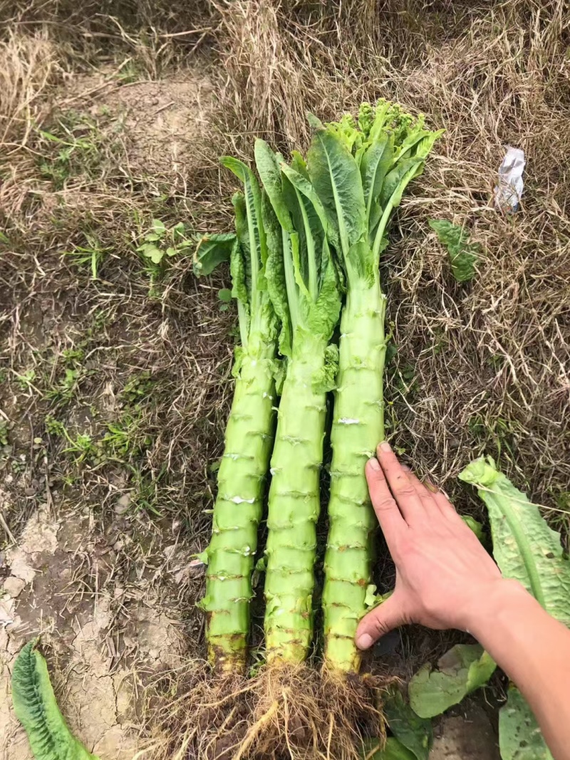 湖北莴笋红叶莴苣无空心无烧边条形顺直净菜半叶可以打捆装车