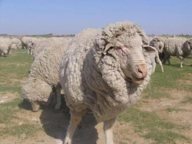 【涮羊肉】内蒙古精品，自家千亩养殖场，价格真实