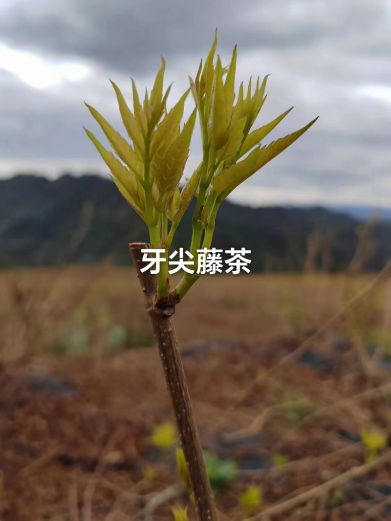 湖南湘西牙尖藤茶又叫龙须藤茶湖南湘西自产自销批发