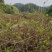 湖南湘西牙尖藤茶又叫龙须藤茶湖南湘西自产自销批发