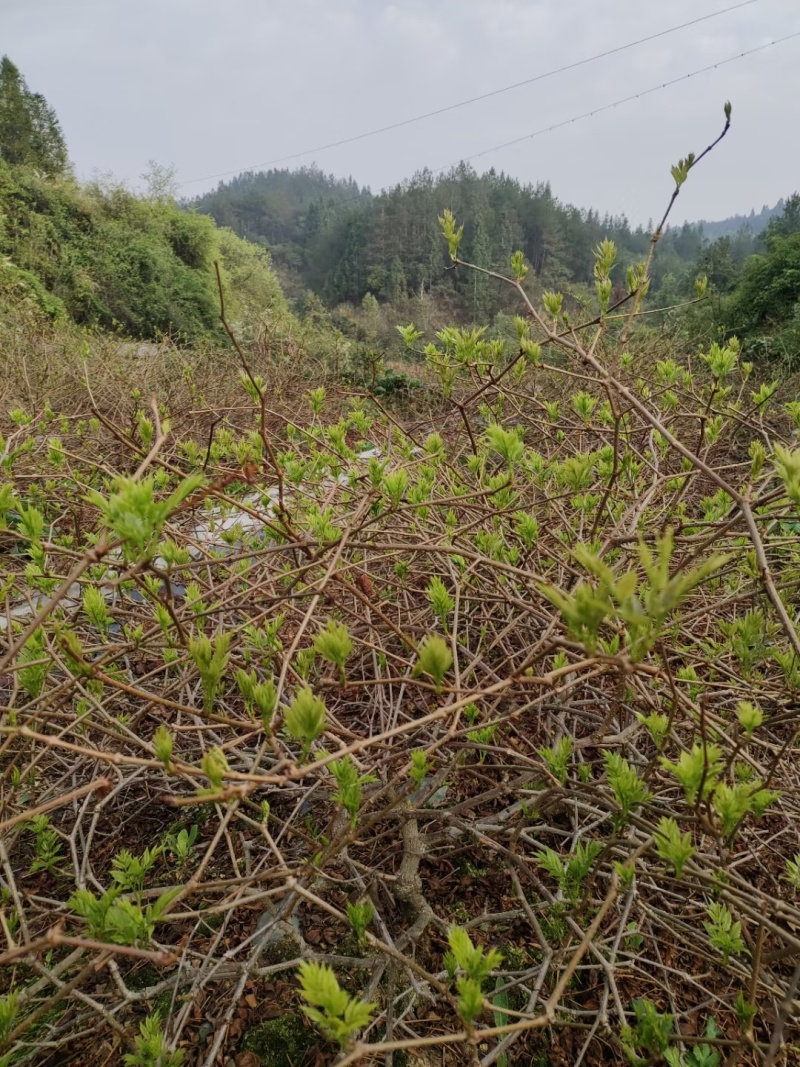 湖南湘西牙尖藤茶又叫龙须藤茶湖南湘西自产自销批发