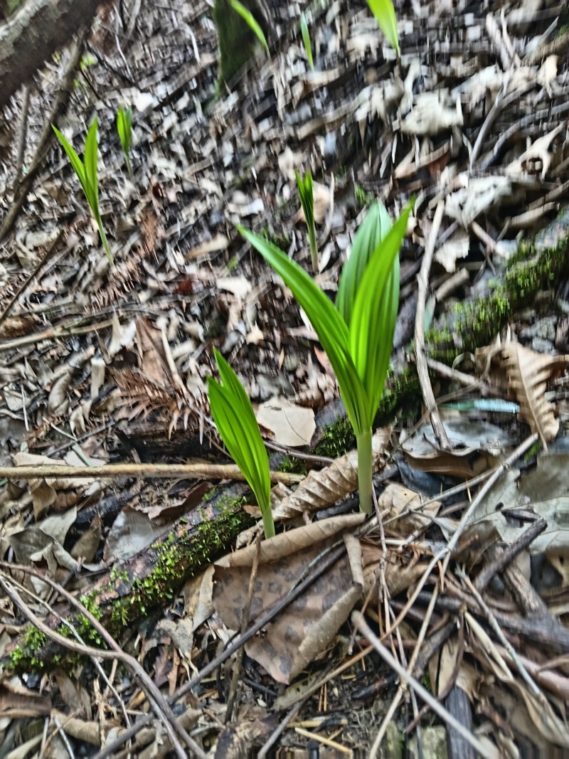 藜芦