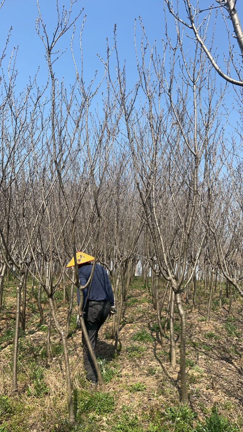 【园林可出售】樱花树优质树货源充足，全年发货欢迎电话咨询