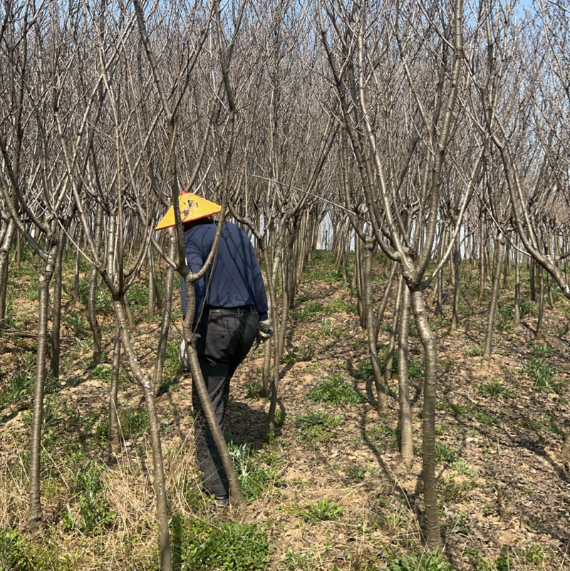 【园林可出售】樱花树优质树货源充足，全年发货欢迎电话咨询