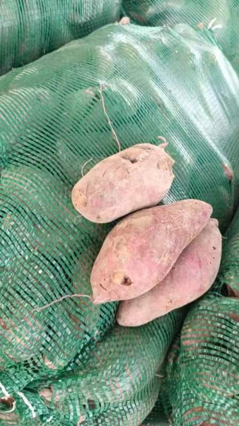 西瓜红大叶红601次品红薯养殖薯牛薯加工厂