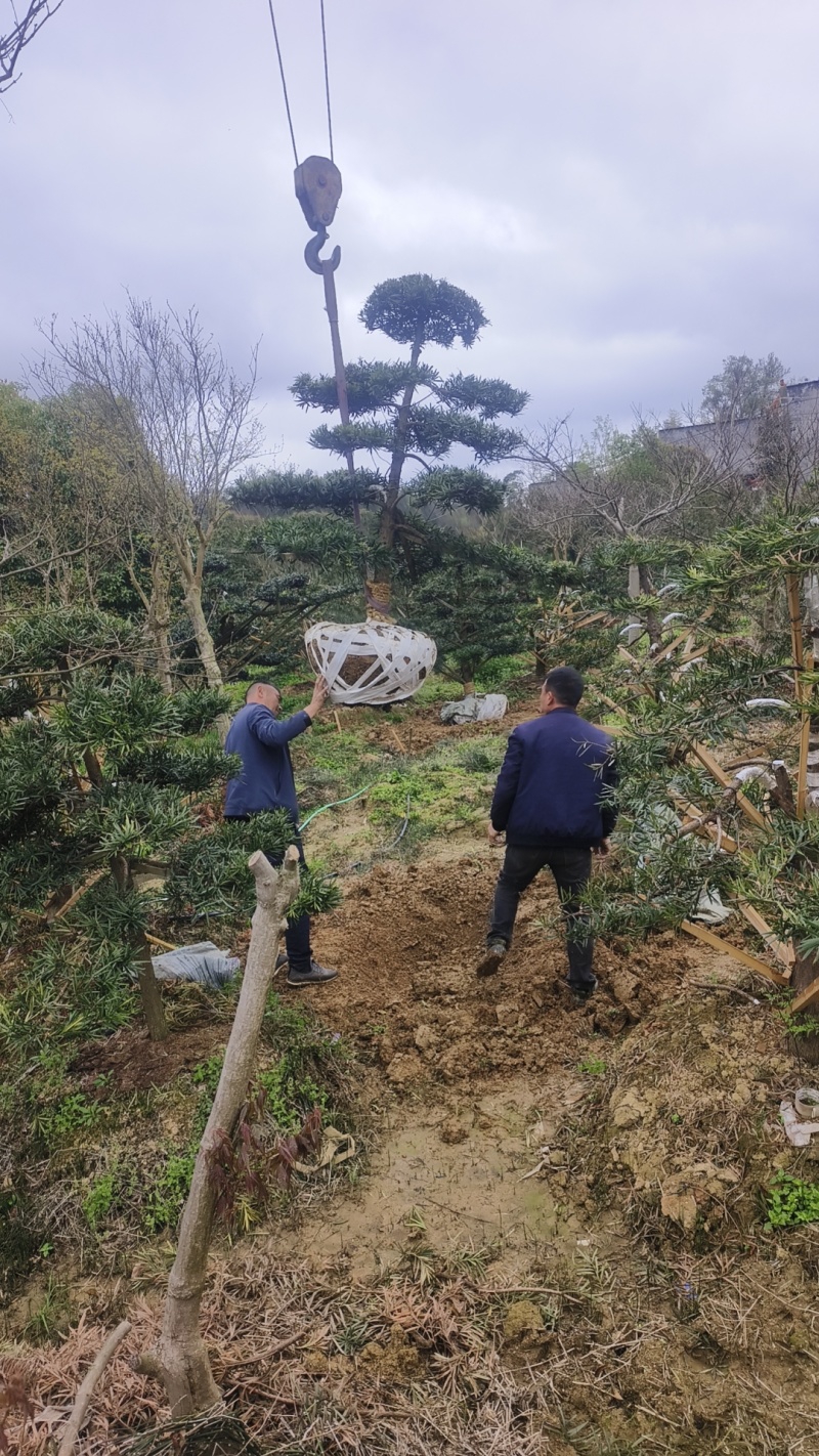 红花继木