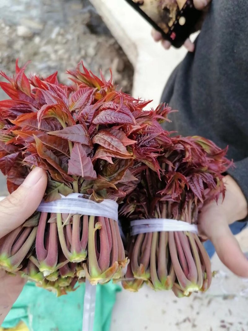 山东潍坊青州红油香椿芽大量上市。真诚期待与您合作。