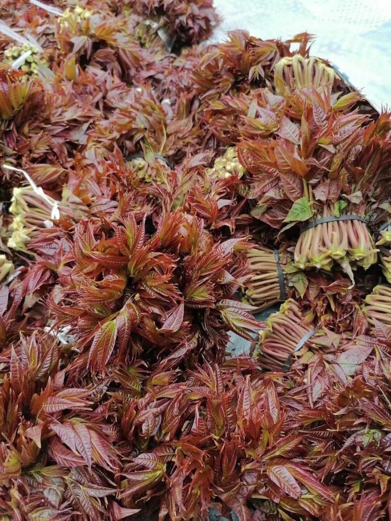 山东潍坊青州红油香椿芽大量上市。真诚期待与您合作。
