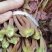 山东潍坊青州红油香椿芽大量上市。真诚期待与您合作。