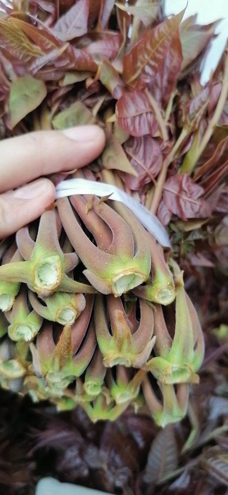 山东潍坊青州红油香椿芽大量上市。真诚期待与您合作。