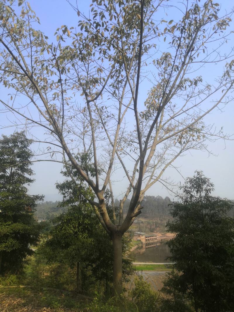 绿化工程用苗，各规格的黄葛树