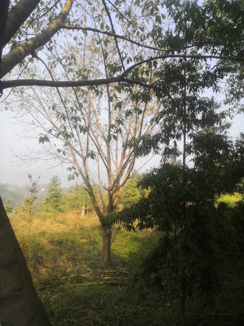 绿化工程用苗，各规格的黄葛树