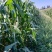 湖北天门甜玉米花糯玉米双色个头大甜度高科技饱满爆浆有包装