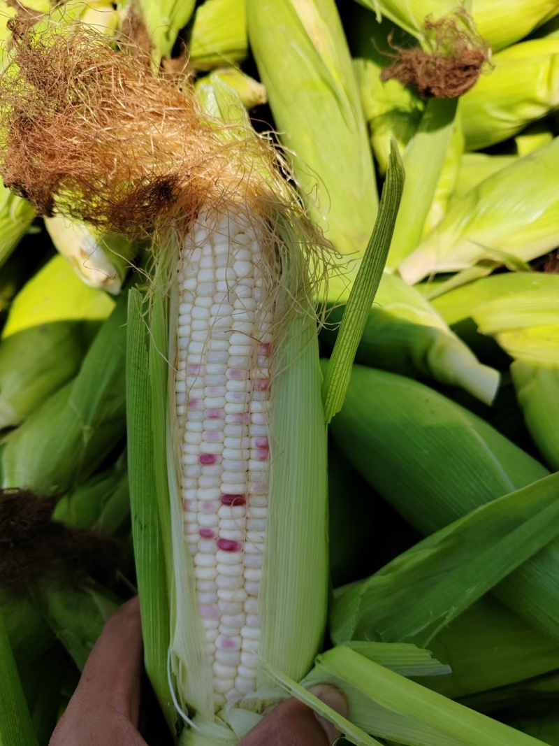 湖北天门甜玉米花糯玉米双色个头大甜度高科技饱满爆浆有包装