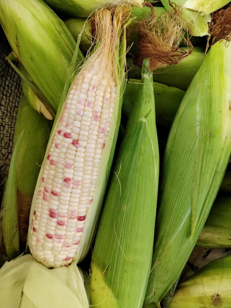 湖北天门甜玉米花糯玉米双色个头大甜度高科技饱满爆浆有包装