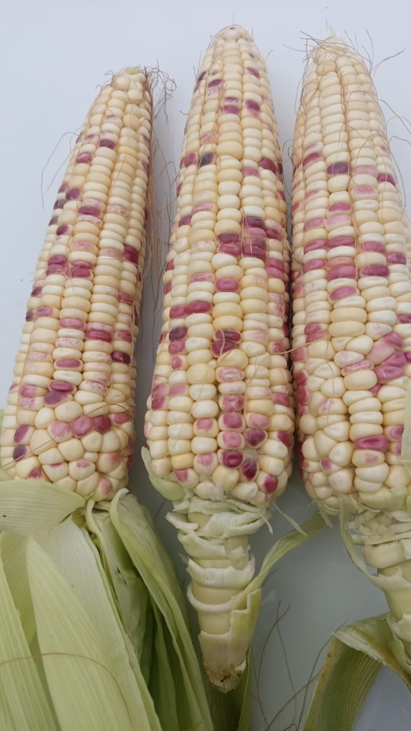 湖北天门甜玉米花糯玉米双色个头大甜度高科技饱满爆浆有包装