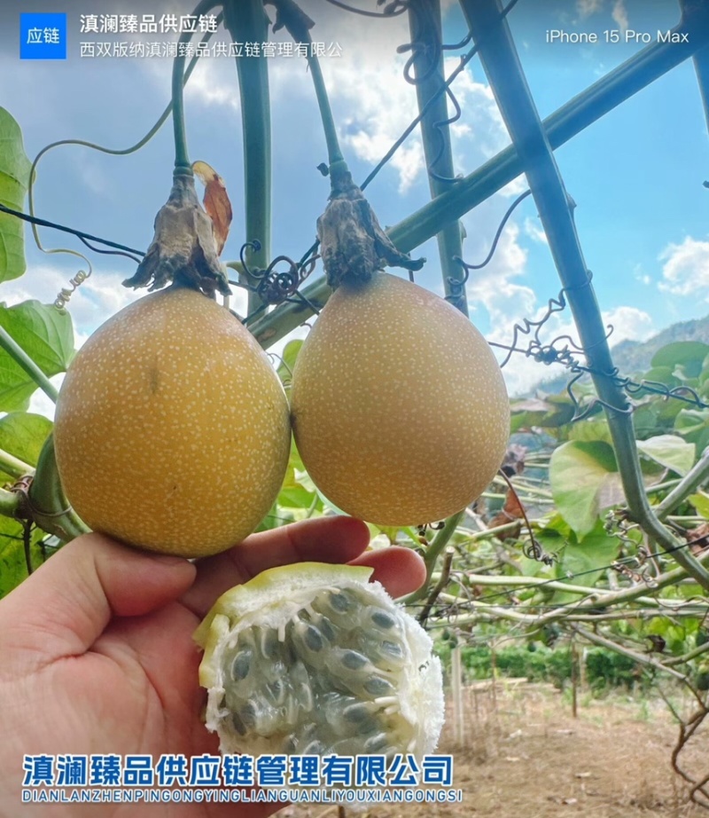 哥伦比亚热情果
