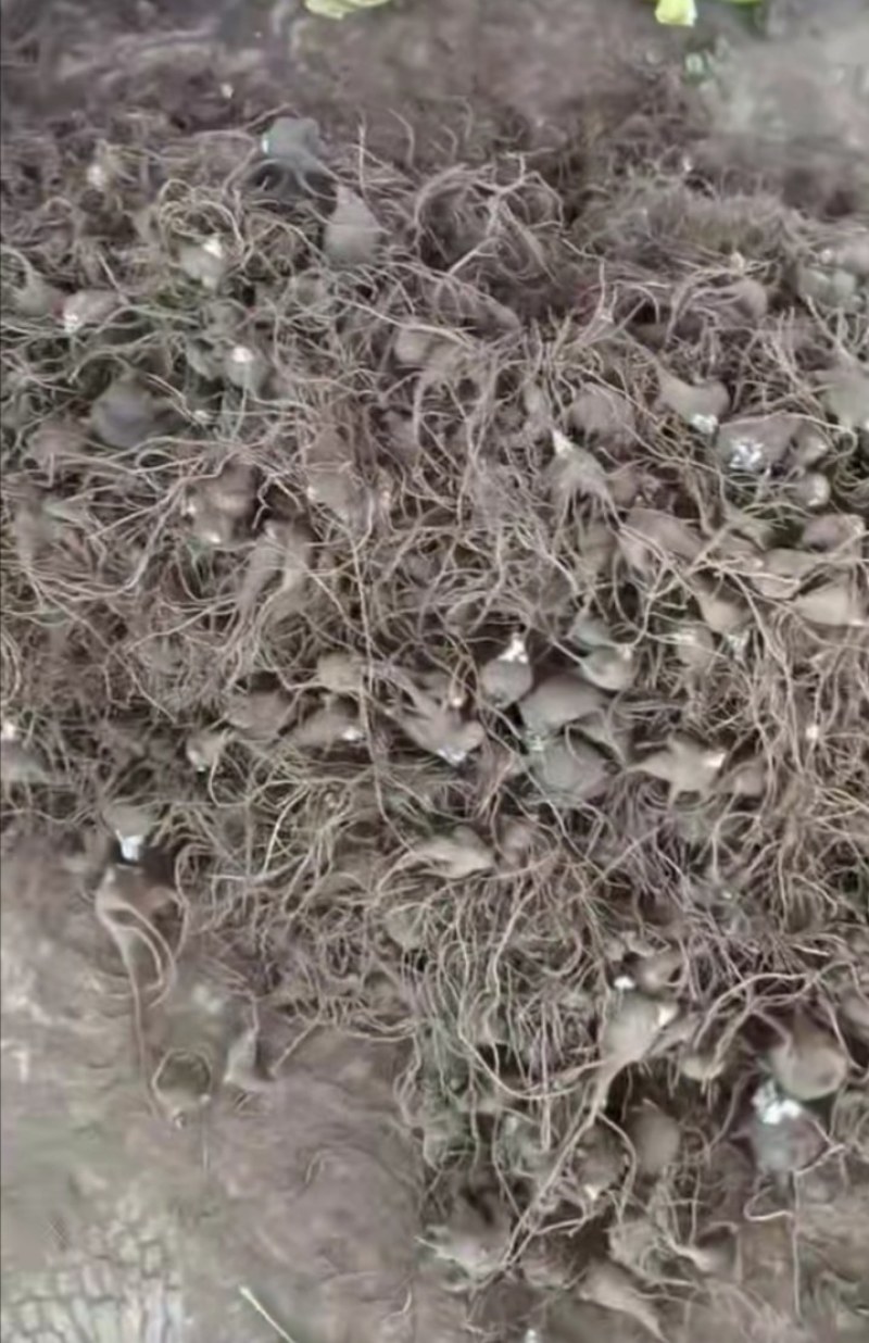 陕西汉中精品川乌，鲜货乌药，干货乌药，个头均匀，大量出售