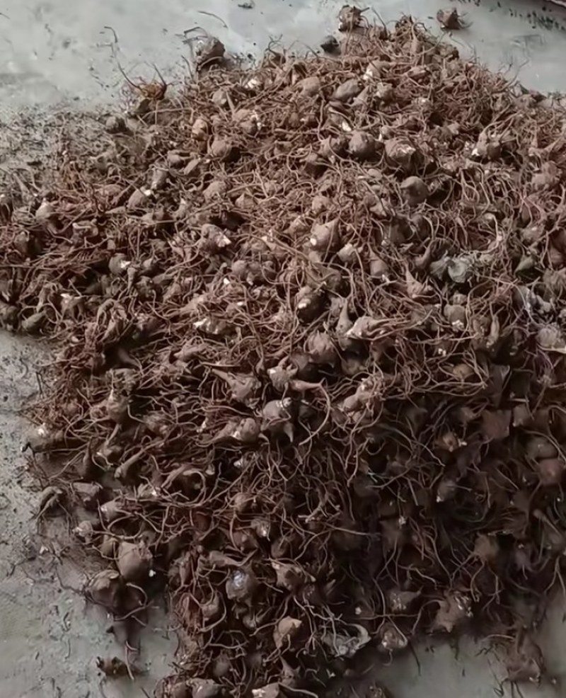 陕西汉中精品川乌，鲜货乌药，干货乌药，个头均匀，大量出售