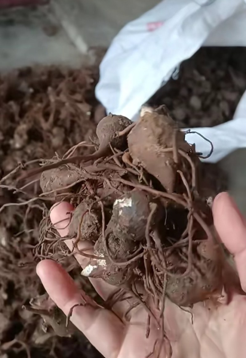 陕西汉中精品川乌，鲜货乌药，干货乌药，个头均匀，大量出售
