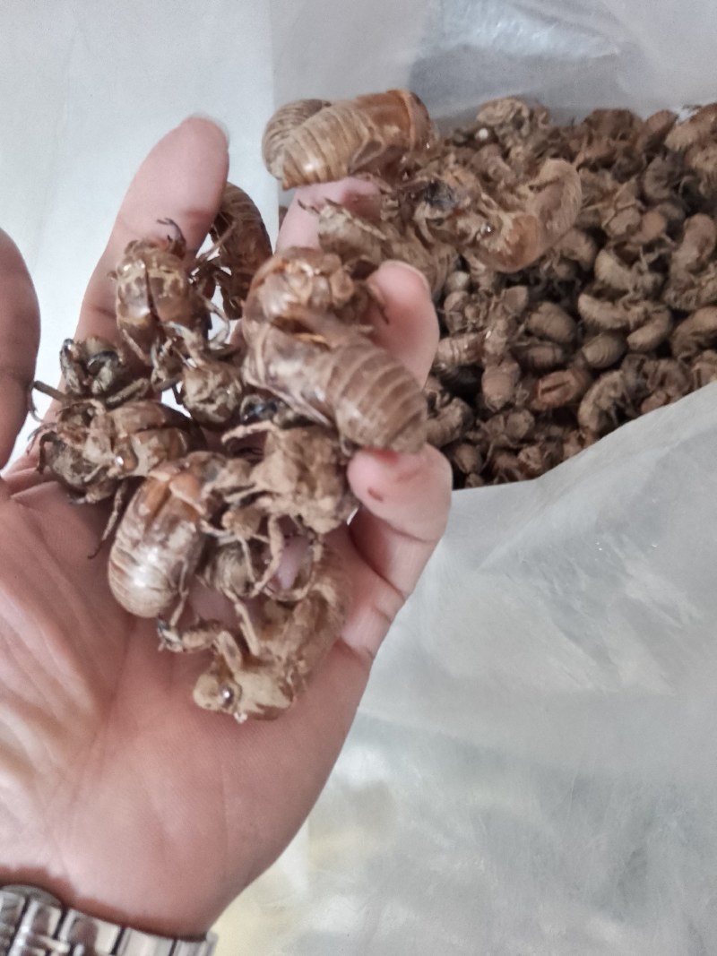 陕西汉中精品知了皮，即将大量上货，货量大，质量好，无杂土
